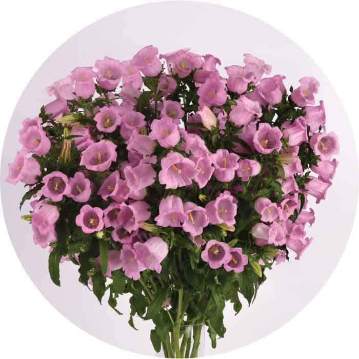 Specialty Spx Campanula Pink 10stem