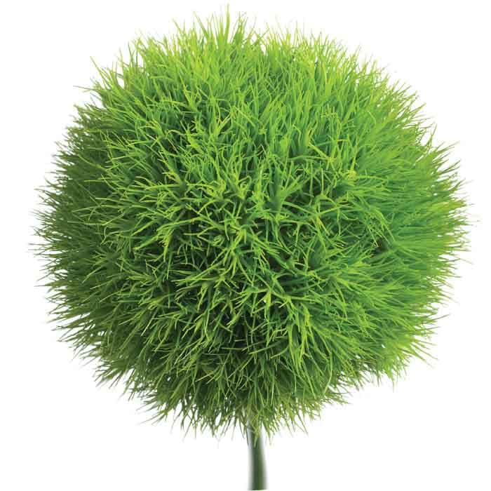 Dianthus SPX Green Trick 55cm