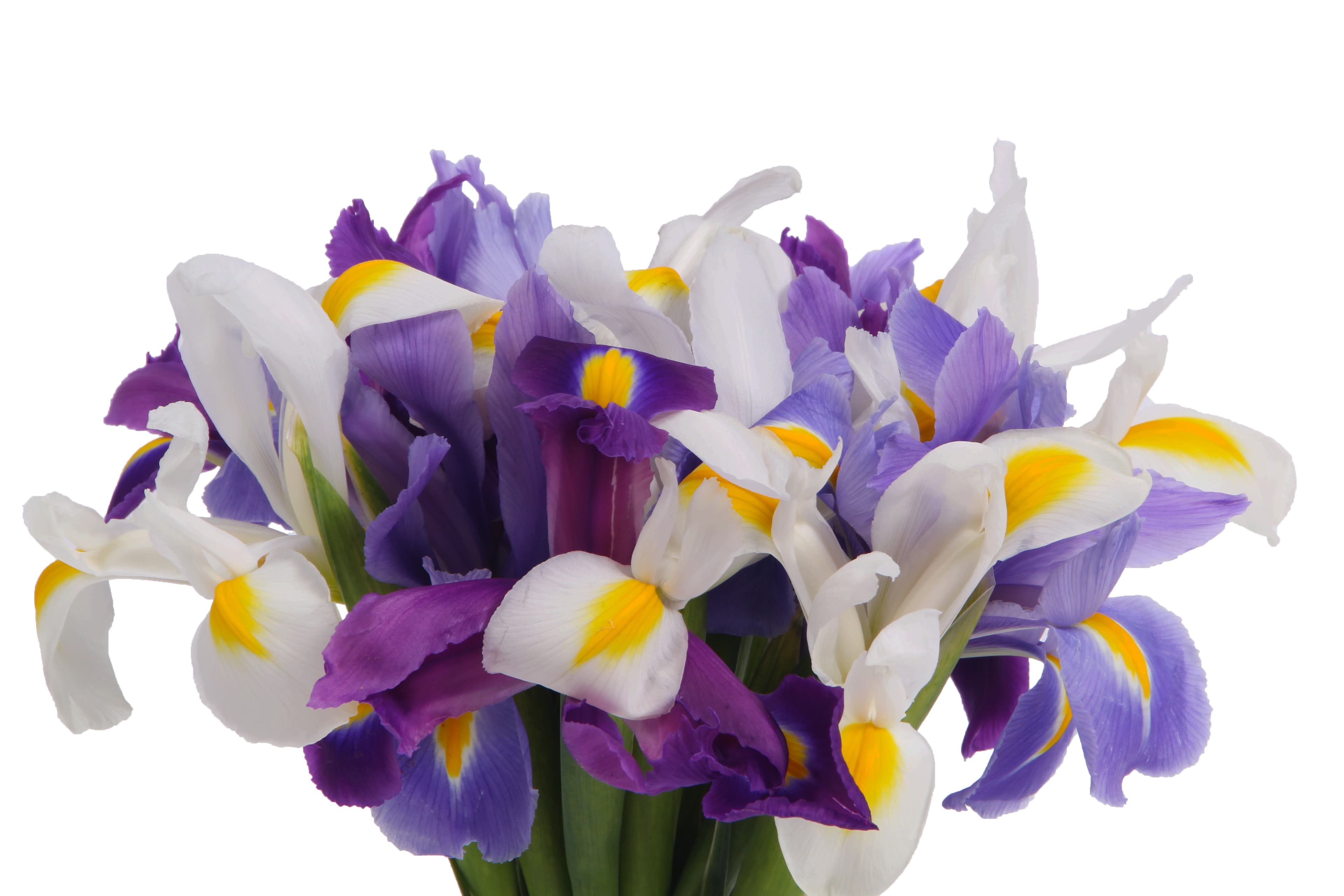 Iris Spx Asst