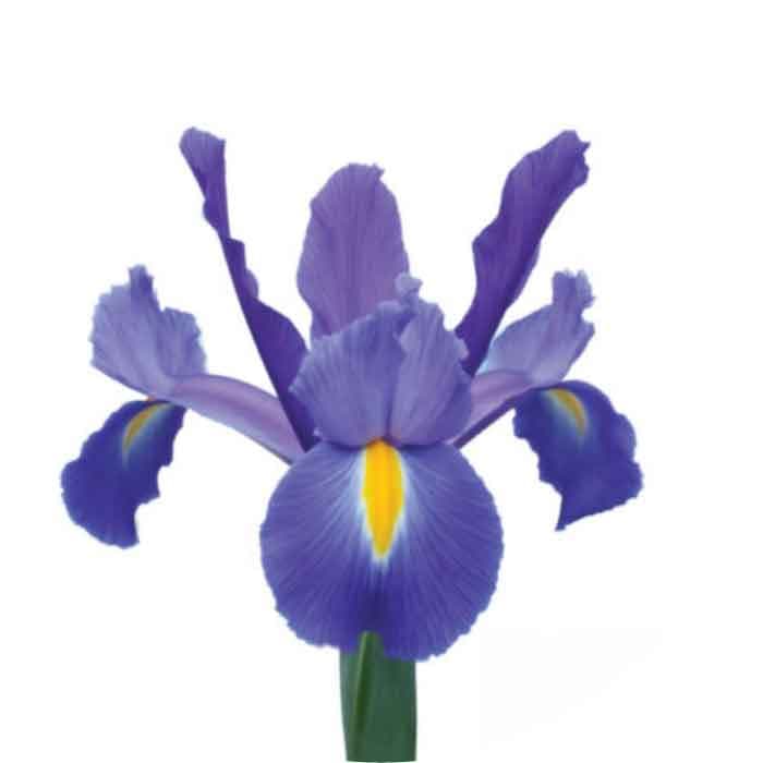 Iris SPX Blue