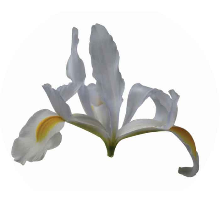Iris Spx White
