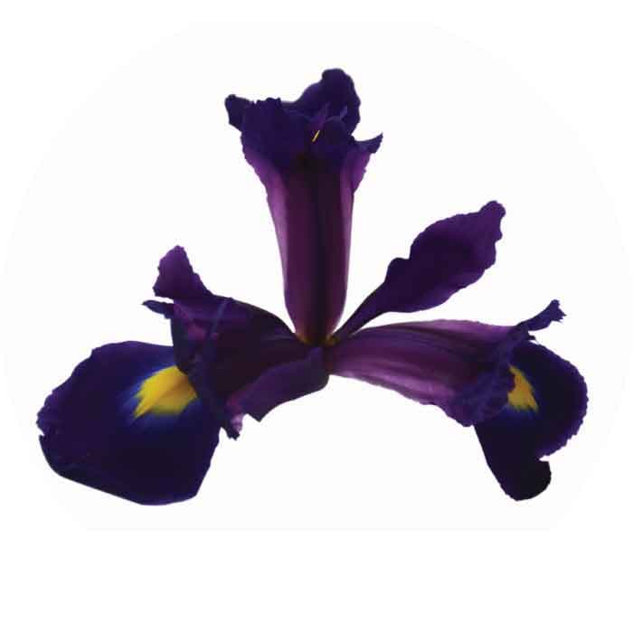 Iris Spx Purple