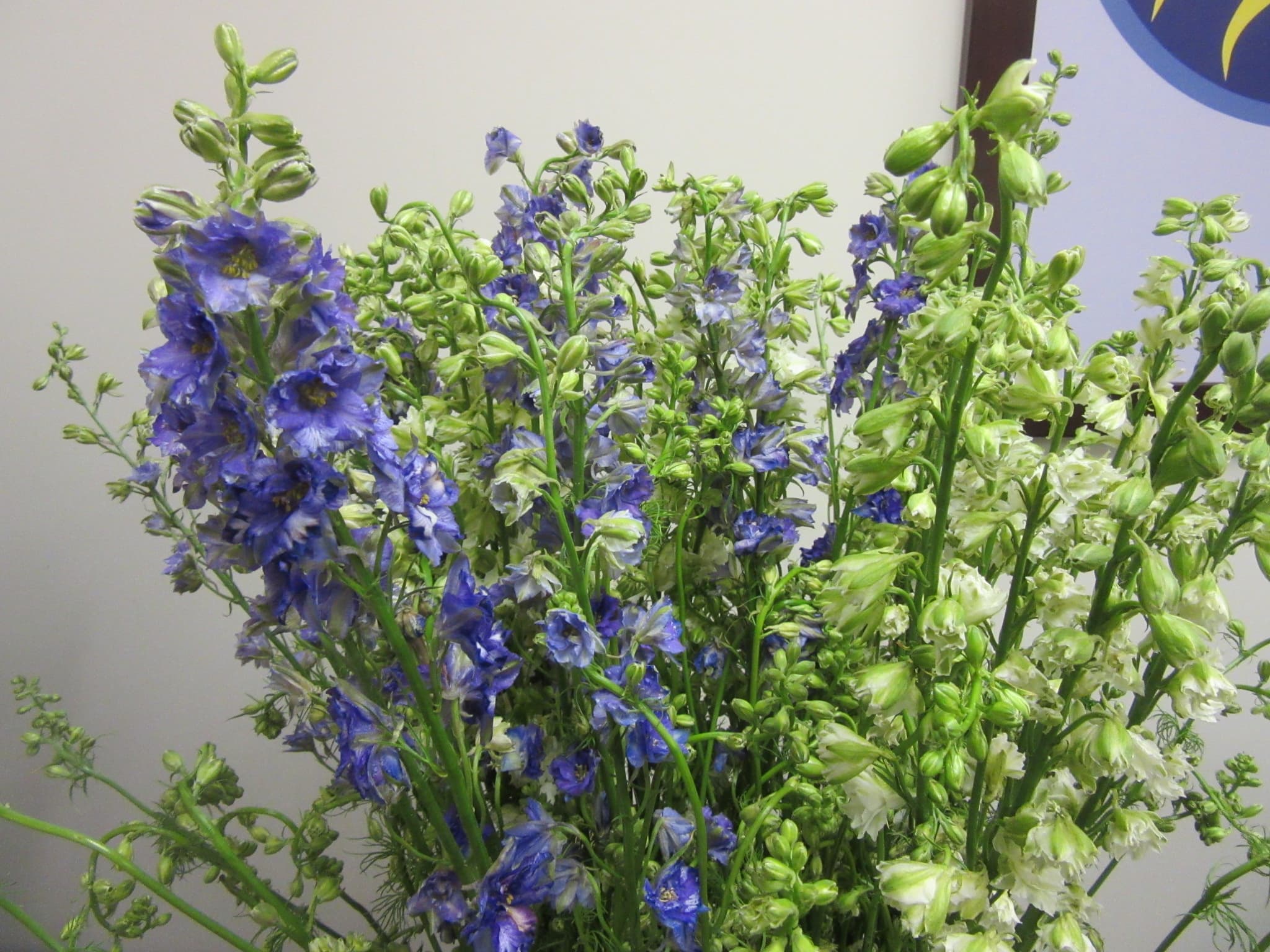Larkspur SPX Asst 80cm