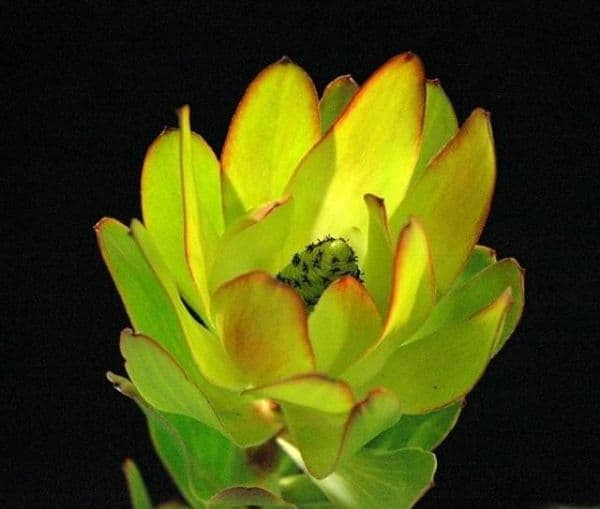 Leucadendron Spx Goldstrike 70cm