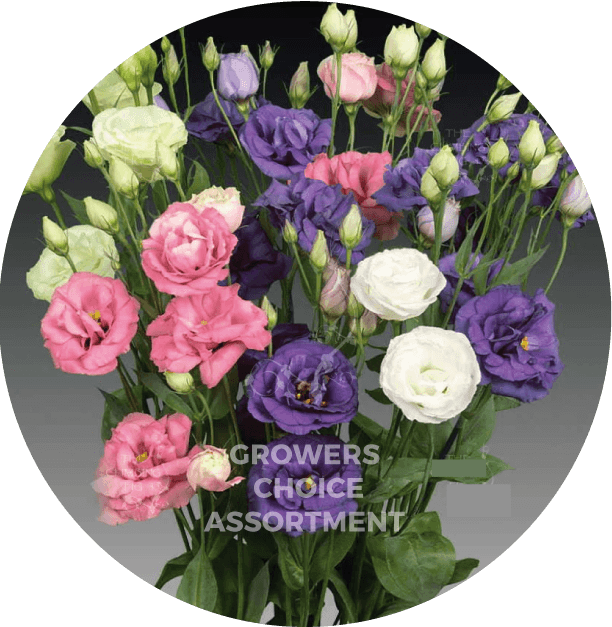 Lisianthus Spx Asst