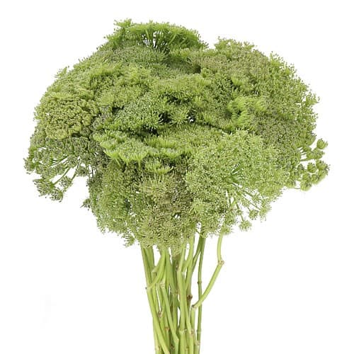 Ammi Majus QAL SPX Green Mist