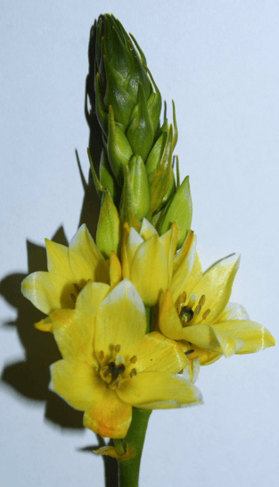 Specialty Spx Star Of Beth Tinted Yellow