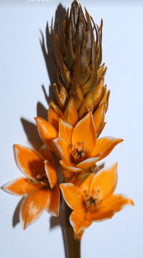 Specialty Spx Star Of Beth Tinted Orange