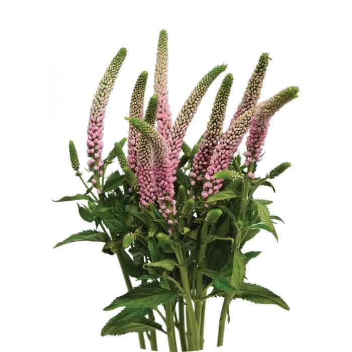 Veronica Spx Pink