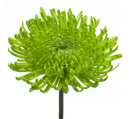Mums Spider Anastasia Dark Green