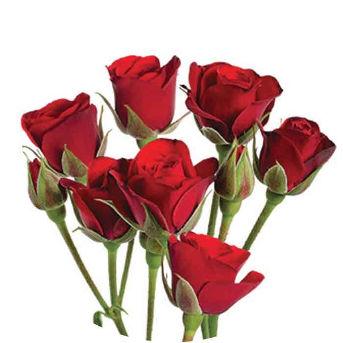 Sprays Scarlette Red 50cm