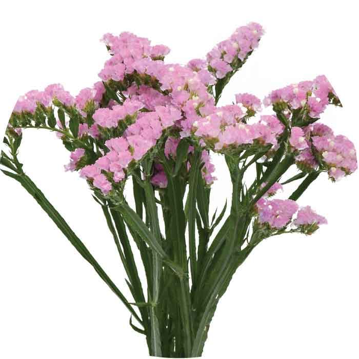 Statice Pink