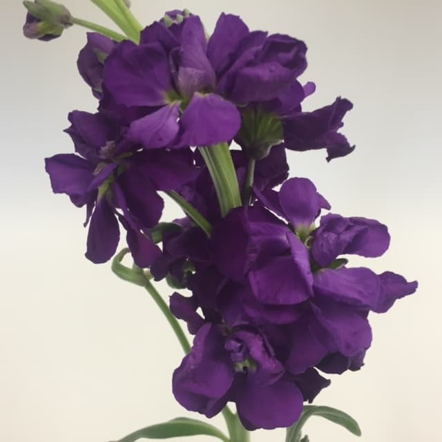 Stock-Matthiola Dark Purple Super