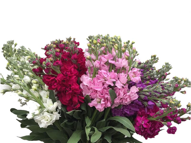 Stock-matthiola Asst Super