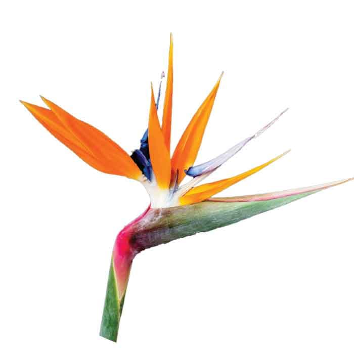Birds Of Paradise Spx 70-75cm