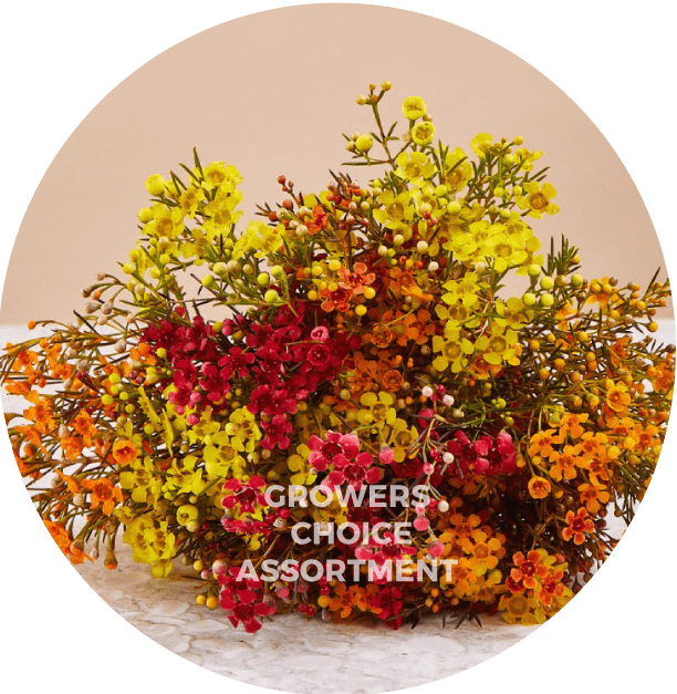 Waxflower Select Tinted Fall Pack 55-60cm