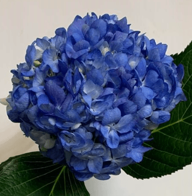 Hydrangea Dark Blue Shocking Blue