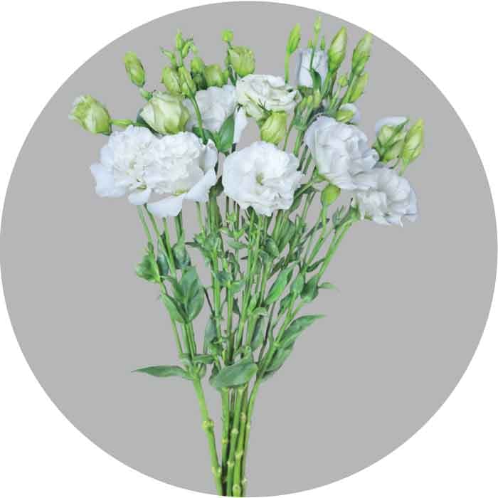 Lisianthus Spx White