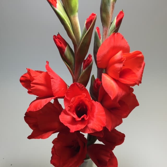 Gladiolus Spx Red 100cm Mex