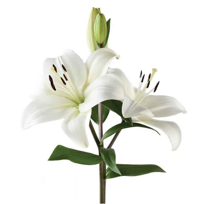 Lily Hybrid Richmond White 3/4