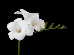 Freesia SPX Double White