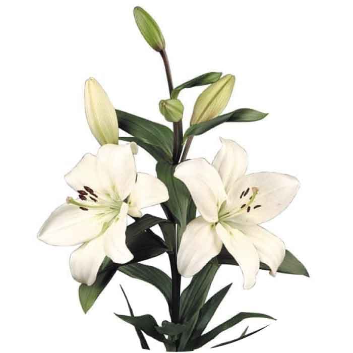 Lily Hybrid Litoween White 3/4