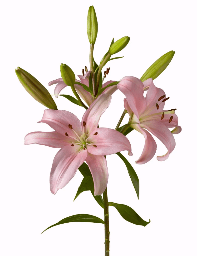 Lily Pink Hybrid Indian Summerset 3/4