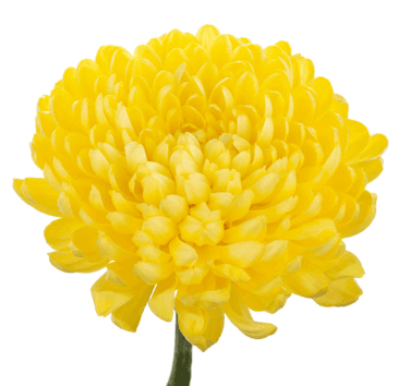 Mums Cremon Bernal Yellow