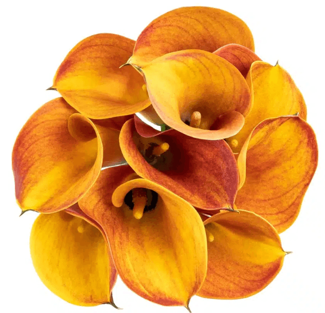 MCalla-Zantedeschia Orange Mango 50cm