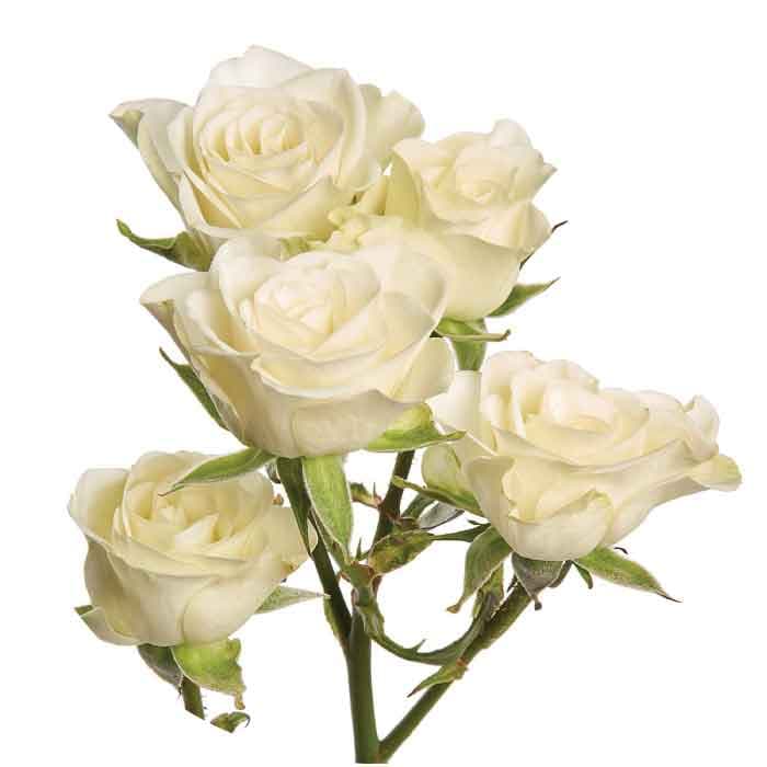 Sprays Blush Majolica Ecu Cream 50cm