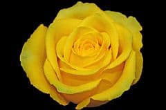 Rose High & Exotic Yellow 50cm