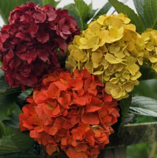 Hydrangea Tinted Fall Or-yw-bu Select