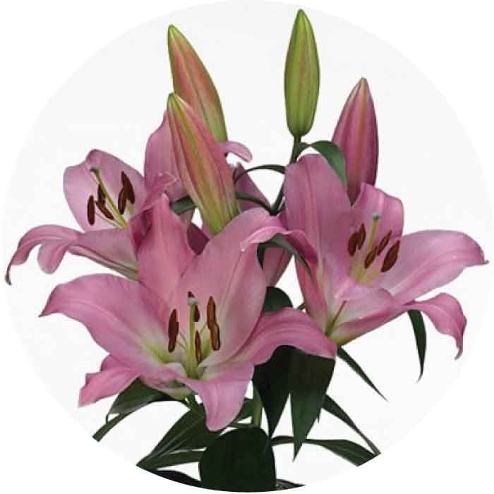 Lily Pink Oriental Tabledance 3/4