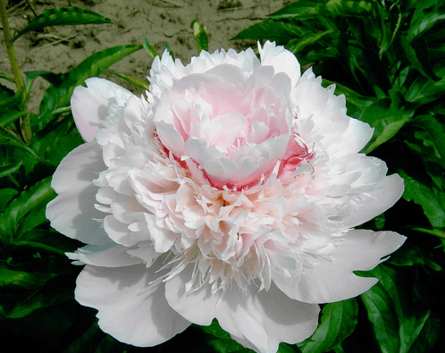 Peony Alertie Light Pink 50cm