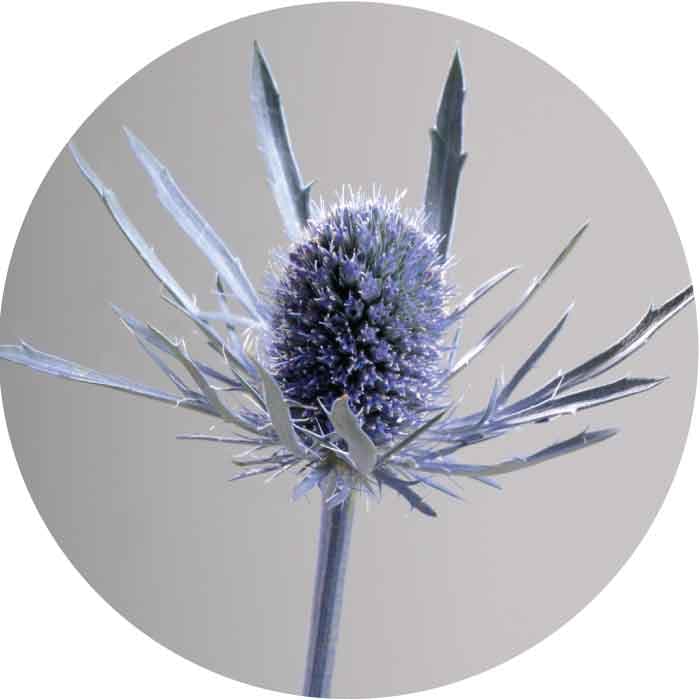 Eryngium Spx Blue Dynamite 10st 60cm