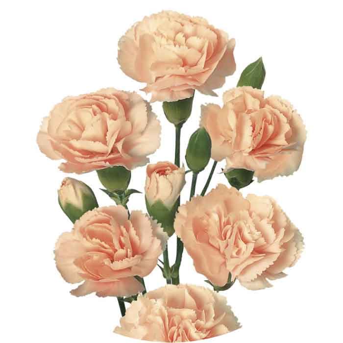Minis Hamada Peach