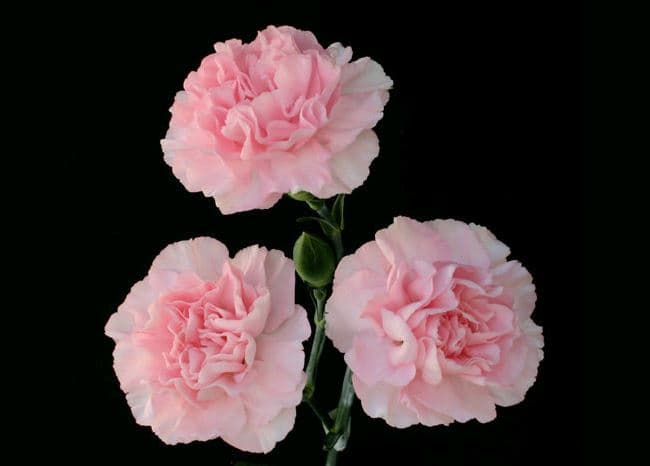 Minis Light Pink Roxane