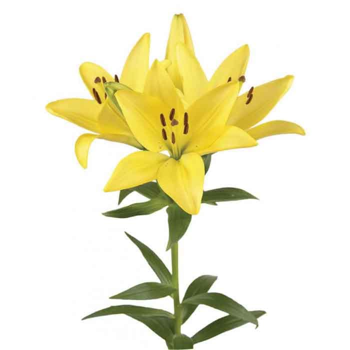 Lily Hybrid Scipione Yellow 3/4