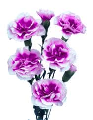 Minis Super Trendi Tessino Bi-color Purple
