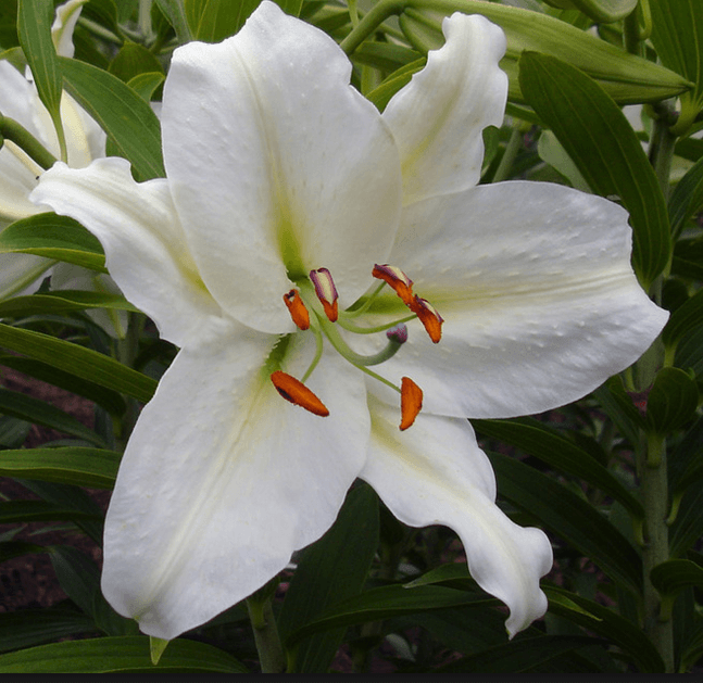 Lily Oriental Crystal Blanca White 3/4