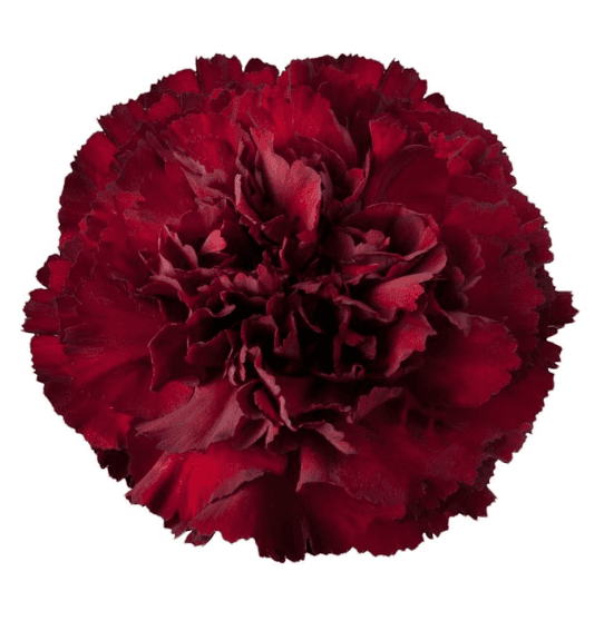 Carns Zurigo Burgundy Select