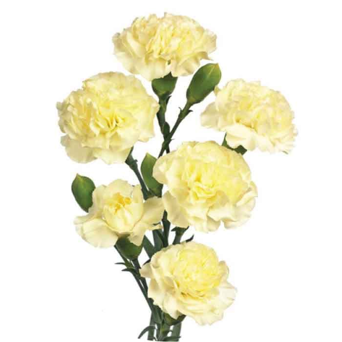 Minis Yellow Xhante