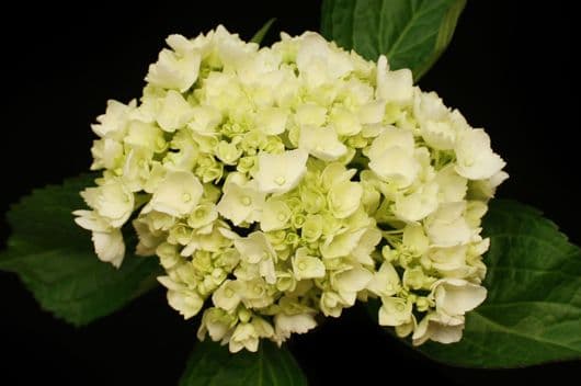 Hydrangea Baby Green