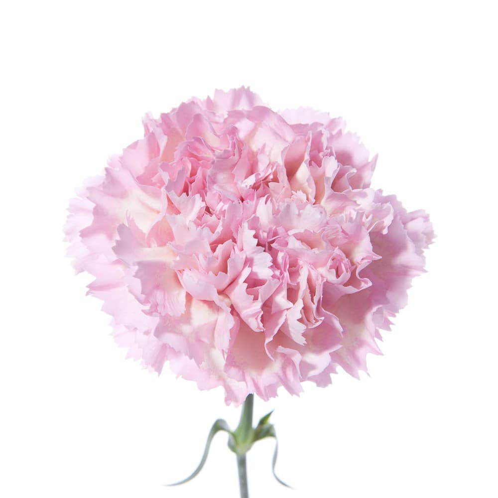 Carns Light Pink Damina Fancy