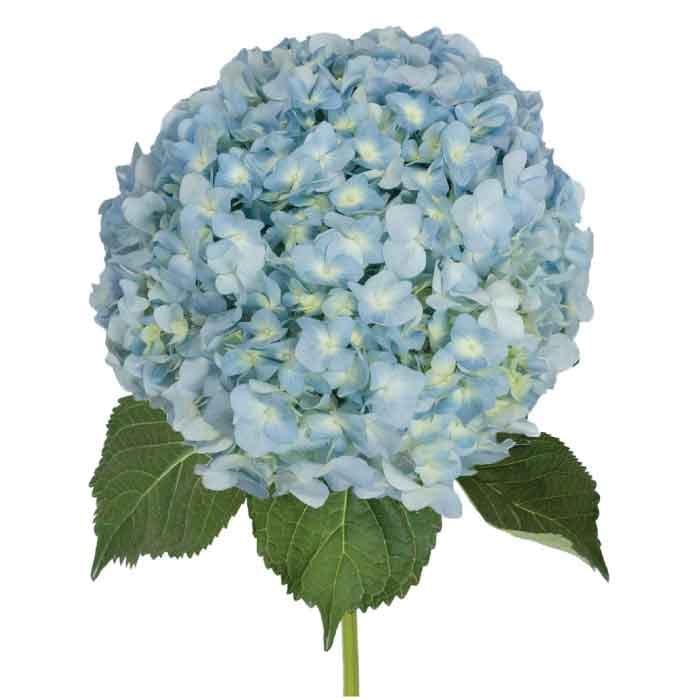 Hydrangea Blue Premium