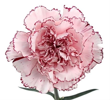 Carns Mariposa Bi-color Wh/pu Select