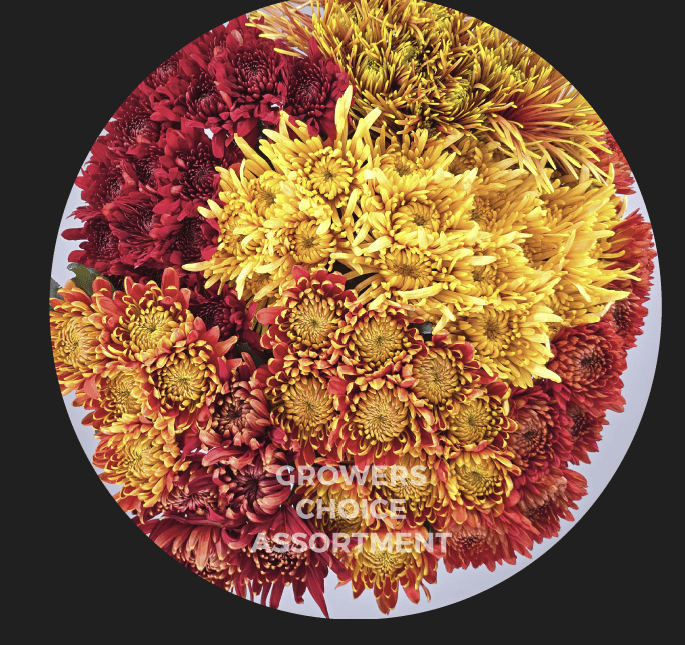 Pom Cdn Bronze+red
