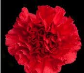 Carns Magic Red Fancy