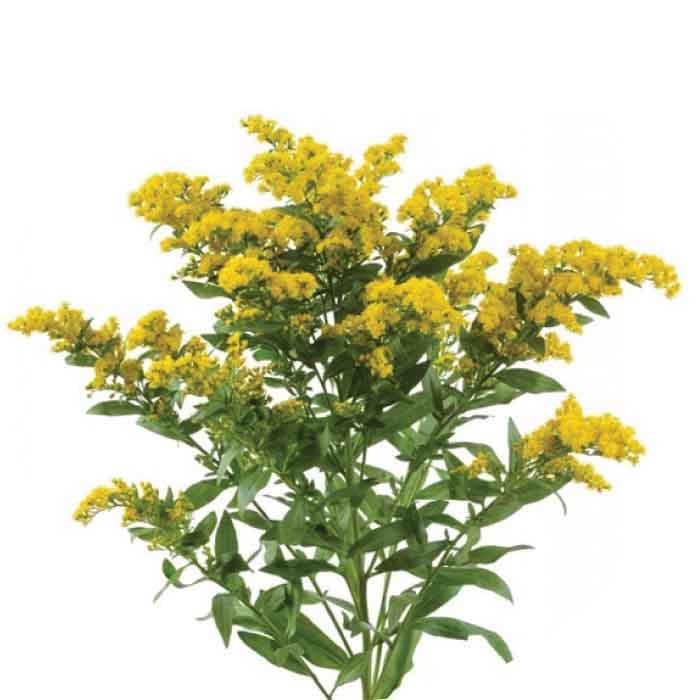 Aster Solidago Carnival Yel Gold 80/90cm