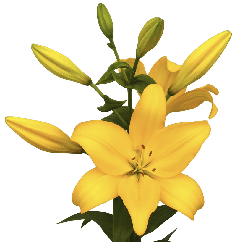 Lily Hybrid Beau Soleil Yellow 3/4